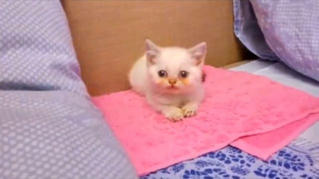 Девушка купила котенка по объявлению, но уже дома поняла, что с ним что то не так смотреть онлайн