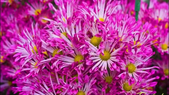 ОСЕННИЕ ЦВЕТЫ ХРИЗАНТЕМЫ смотреть онлайн