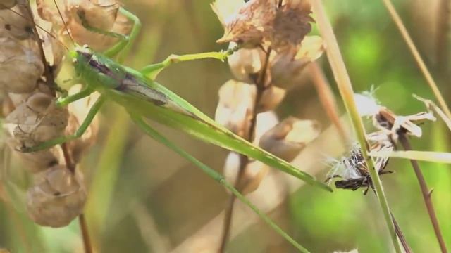 Невероятные Природные Явления, Которые Бывают Раз в 100 Лет смотреть онлайн
