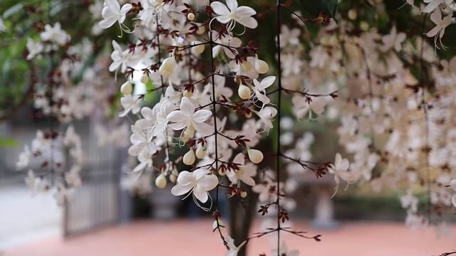 Slow motion - Hoa dạ ngọc minh châu смотреть онлайн