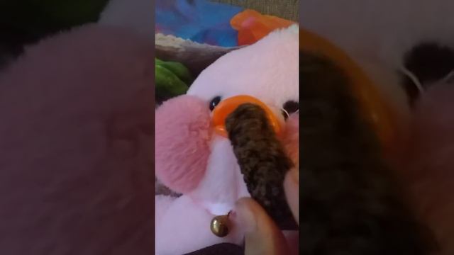 УТОЧКА ЛАЛАФАН смотреть онлайн