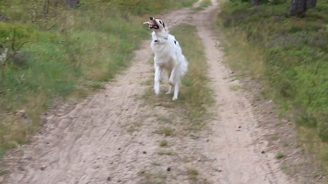Большой пёс на прогулке в лесу | Русская борзая смотреть онлайн