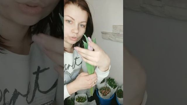 Как Хранить Тюльпаны смотреть онлайн