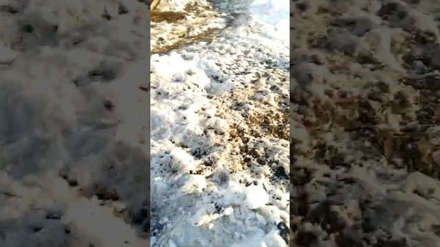 гуси начали нестись в марте смотреть онлайн