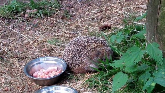 Ежик смотреть онлайн