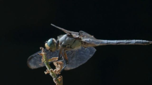 Canon R7 Dragonflies in 4K HDR at Mill River смотреть онлайн