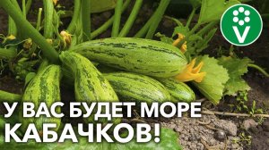 ЙОД И БОРНАЯ КИСЛОТА — ДЛЯ БОЛЬШОГО УРОЖАЯ КАБАЧКОВ! Для лучшей завязи и против гнилей!