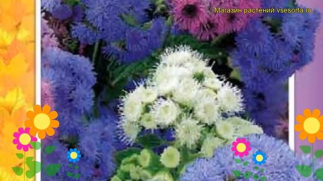 Агератум Дондо (Агератум Dondo). Краткий обзор, описание характеристик, где купить семена Dondo смотреть онлайн