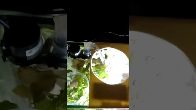 Бесшумный наноаквариум смотреть онлайн