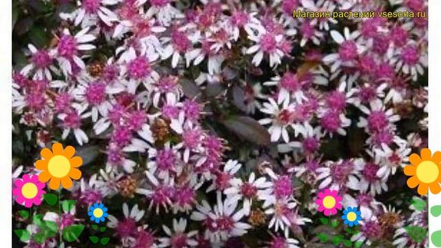 Астра бокоцветная Леди ин блэк. Краткий обзор, описание aster lateriflorum Lady in black смотреть онлайн