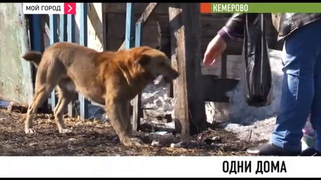 Переселившись в новое жилье кемеровчане оставили в бараке кошек и собак смотреть онлайн