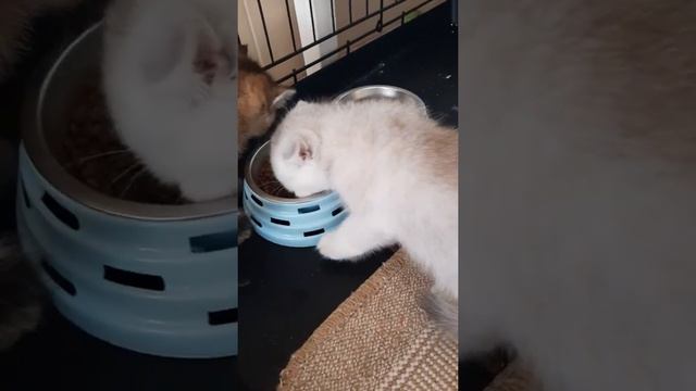 Котятам 40 дней. Уже кушаем сухой корм и пользуемся лотком. смотреть онлайн