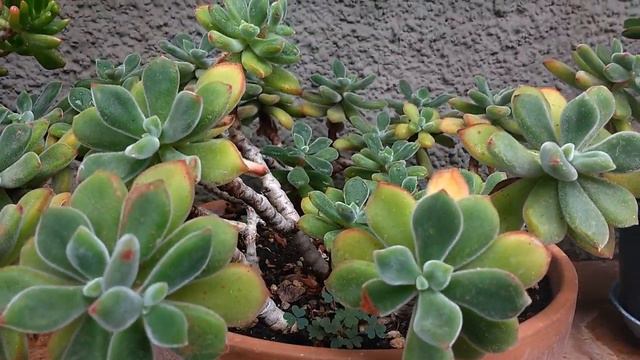 Echeveria pulvinata смотреть онлайн