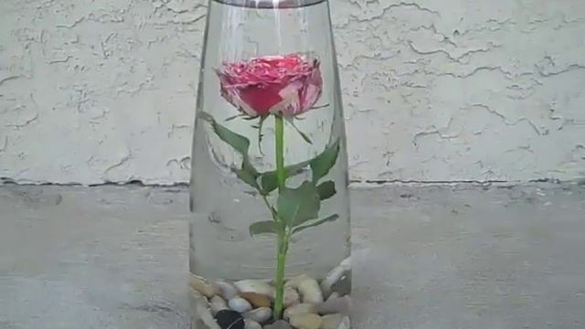 Submerged Flower Centerpiece смотреть онлайн