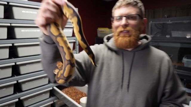 SNAKE collection- BREEDING UPDATES, GREEN ANACONDA . Amazing Ball Python Morphs ! смотреть онлайн