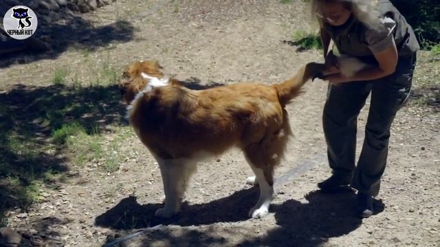 ✔ Сенбернар: сложности содержания, с которыми столкнётся владелец собаки. Минусы породы смотреть онлайн