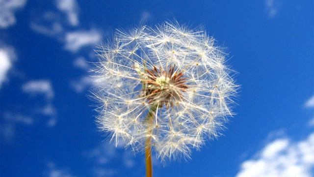 Сон Одуванчика смотреть онлайн