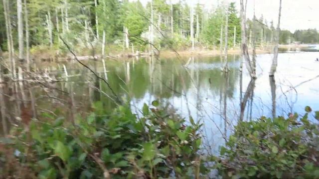 Morgan Marsh Unit [NATURE] смотреть онлайн
