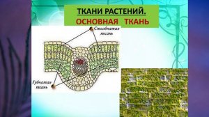 §5 "Ткани растений и животных", Биология 6 класс, Сивоглазов