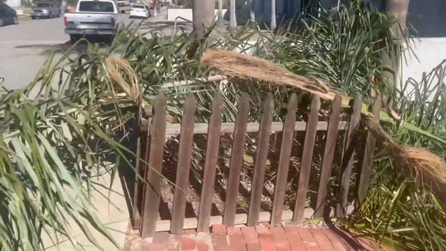 Cuanto por podar una palma? смотреть онлайн