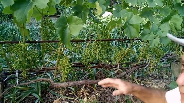 Удаление лишних гроздей, нормирование урожая винограда смотреть онлайн