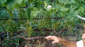 Удаление лишних гроздей, нормирование  урожая винограда