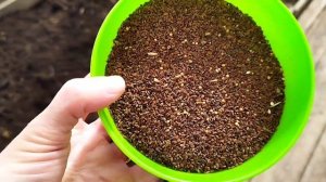 Сидераты в теплице весной