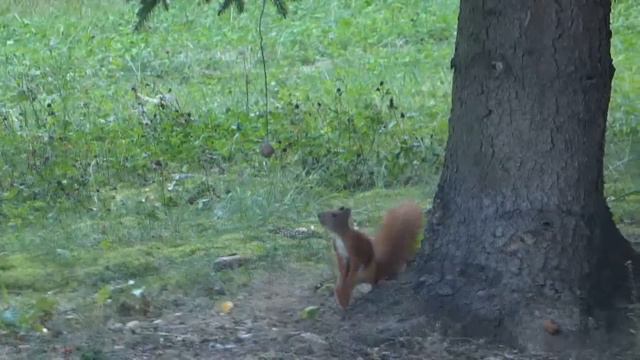 Белка хапуга в Жабинке 1 часть смотреть онлайн
