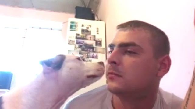 Прикольный Пит буль смотреть онлайн
