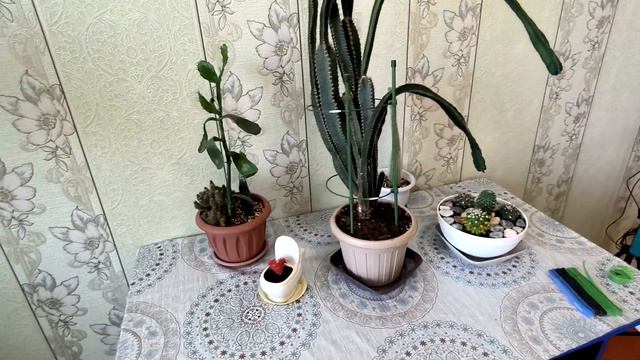 S.O.S. Цереус стал сильно изгибаться. Что делать ? смотреть онлайн