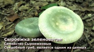 Редкие грибы из Красной книги Московской области