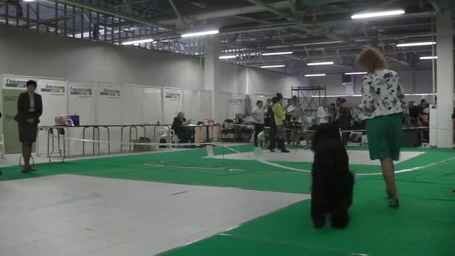IMGA0126 юниоры сука и кобель ветеран смотреть онлайн
