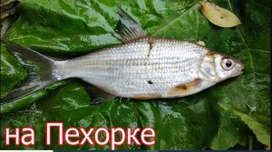 2. Рыбалка на реке Пехорке, Люберцы, Ловля на боковой Кивок. Подводная съёмка. Подмосковье. Fishing
