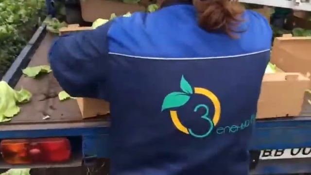 Уборка салата Айсберг транспортером НОУТ-6 смотреть онлайн