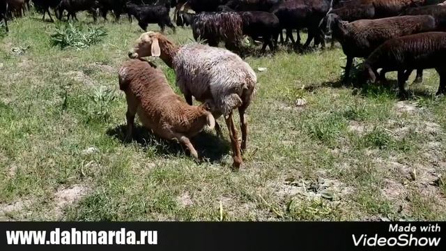 Гиссарские овцы Ходжи Мирзокарима на пастбище в горах смотреть онлайн