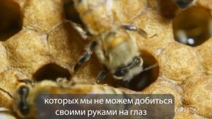 Почему соты пчел имеют шестигранную форму?