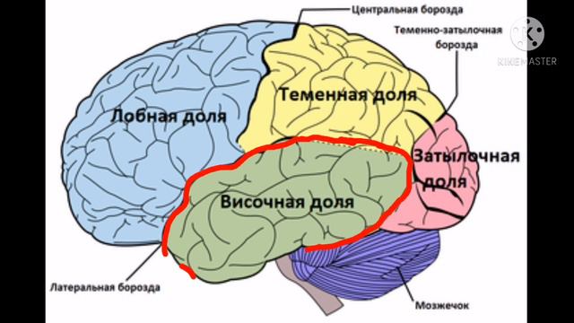 Анализаторы. Часть 2👂🕹️🧠 смотреть онлайн