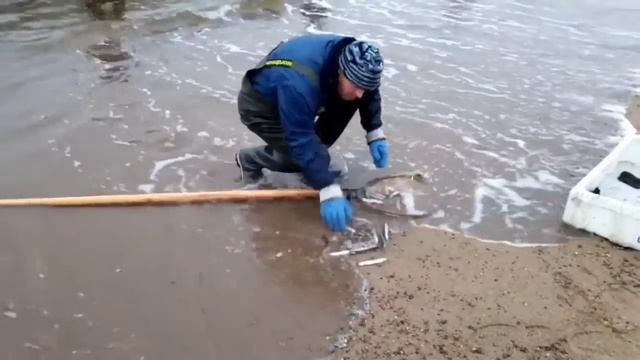 Ловим мойву сачками смотреть онлайн