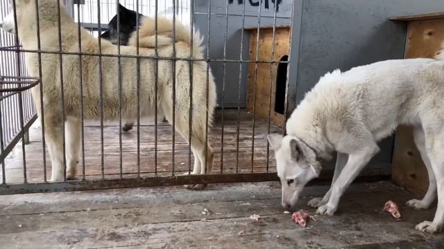 Волэнд в плачевном состоянии, гибрид западно-сибирской Лайки и волка во втором поколении смотреть онлайн