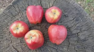 ЭВРИКА!!! Новинка!!! Яблоня СУПЕР ЧИФ САНДИДЖ (apple Super Chief Sandidge). Клон Ред Чиф. Дегустаци