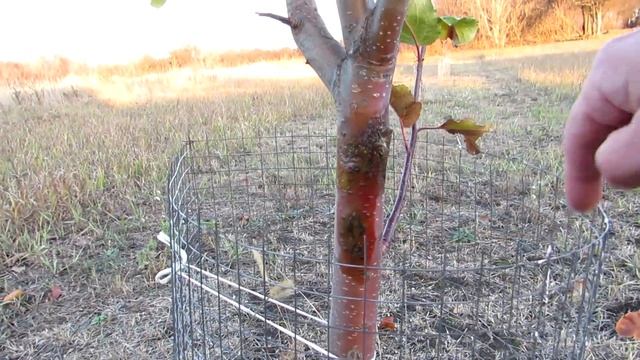 Защита фруктовых деревьев от порчи коры зайцами. смотреть онлайн