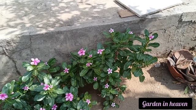 All about vinca , periwinkle or sadabahar by Garden in heaven. смотреть онлайн