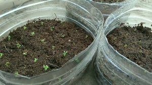 Петуния. Лобелия. Вербена. Газания. Посев/Обзор рассады.