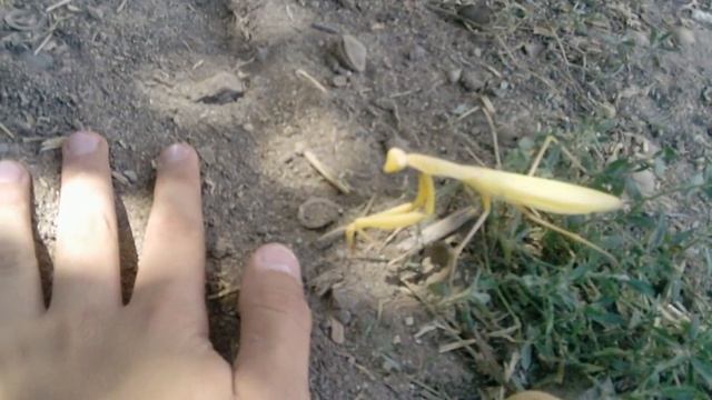 Большой желтый богомол смотреть онлайн