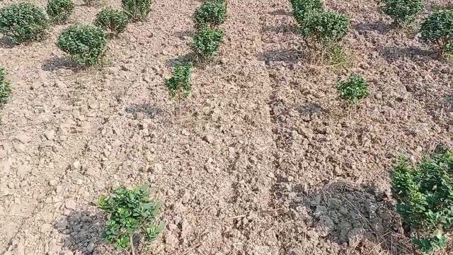 ficus# Banta ficus смотреть онлайн