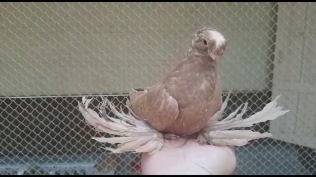 1000 Людей Видят Впервые! Двухчубые голуби. Tauben. Pigeons. Palomas. Pombos. 비둘기. смотреть онлайн