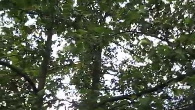 Дача#Цветы#2016 год... смотреть онлайн