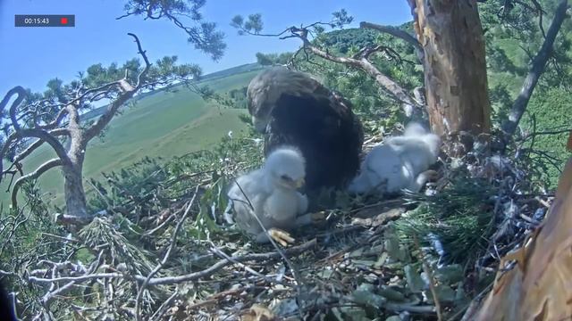 17.06.2021 13:20 Ну, папа! Я уже не маленький! Видишь, я уже гнездо строю! смотреть онлайн