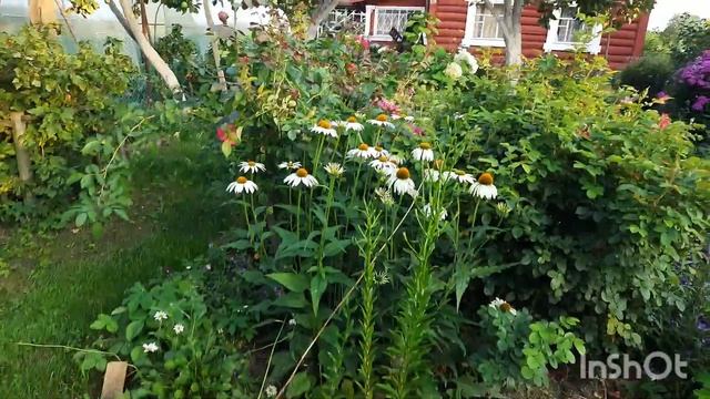 Цветы в августе, новая клумба, декоративная телега. смотреть онлайн