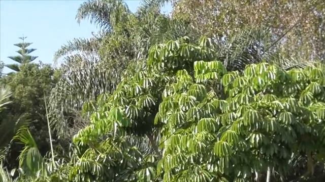 Panasonic HC V380 Sample Footage смотреть онлайн
